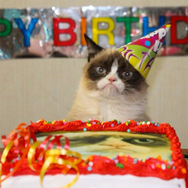 Grumpy Cat, Instagram Grumpy Cat, Instagram